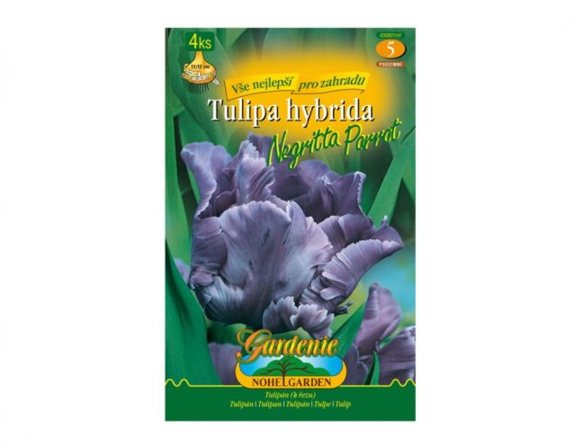 Tulipán papagájový BLUE PARROT 4ks