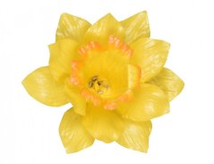Kvet voskový NARCIS 10cm žlto oranžový