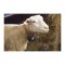 Plechový zvonec pro ovce - velký