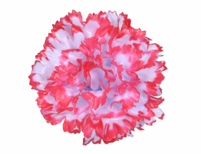 Kvet voskový KARAFIÁT 9cm bielo červená