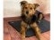 Výhřevná podložka pro psy THERMODOG 3523000 - topný koberec 40x60cm
