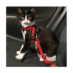KARLIE - Bezpečnostní postroj pro kočky do auta