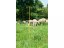 Síť pro elektrický ohradník pro ovce KERBL OVINET 108 cm x 50 m / 2 hroty, oranžová