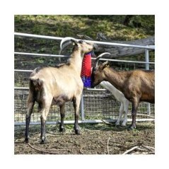 KERBL - Drbací kartáč pro koně, skot ovce a kozy