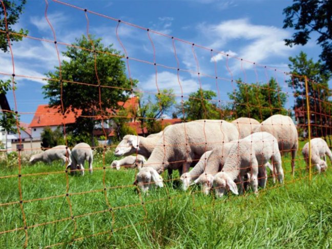 Síť pro elektrický ohradník pro ovce KERBL OVINET 108 cm x 50 m / 2 hroty, oranžová