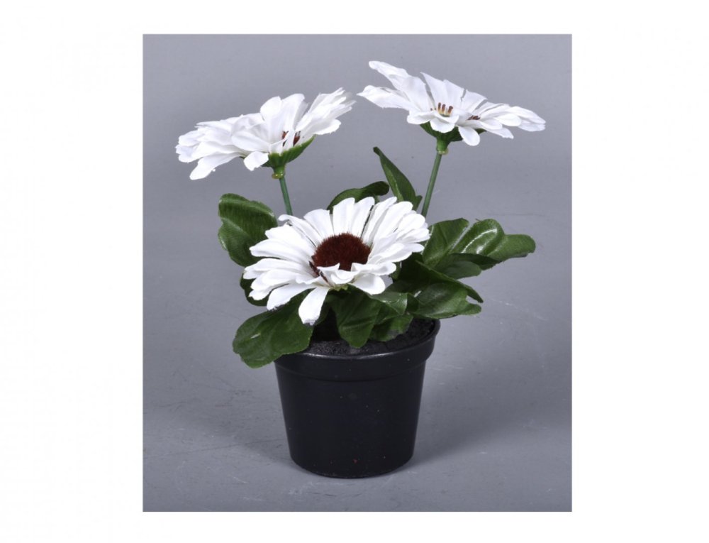 Kvetina GERBERA JESEŇ aranžmán 3 kvety v kvetináči 16cm